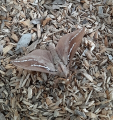 Abantiades argyrosticha