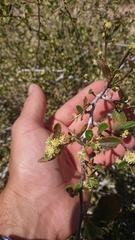Cercocarpus betuloides