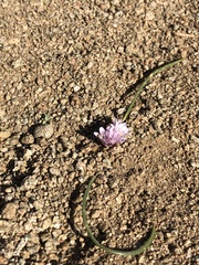 Allium parvum