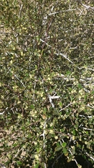 Cercocarpus betuloides