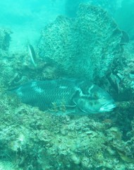 Cochleoceps bicolor