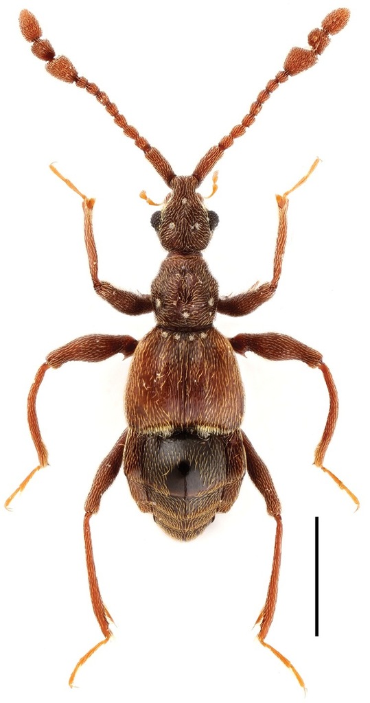 Ant-like litter beetles