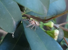 Salticinae