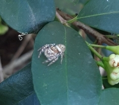 Salticinae
