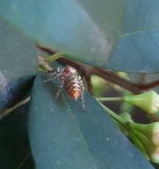 Salticinae