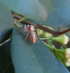 Salticinae