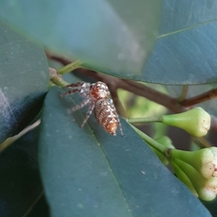 Salticinae
