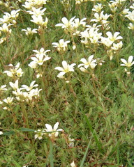 Saxifraga hypnoides