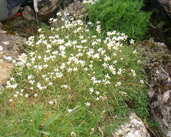 Saxifraga hypnoides