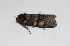 Lithophane dilatocula