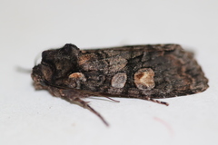Lithophane dilatocula
