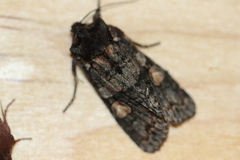 Lithophane dilatocula