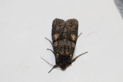Lithophane dilatocula