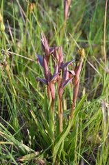 Serapias strictiflora