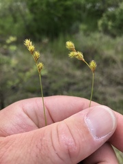 Carex tenera