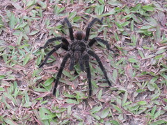 Theraphosinae