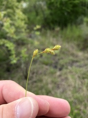 Carex tenera