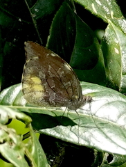 Lieinix nemesis nemesis