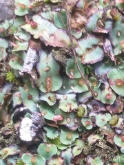 Plagiochasma rupestre