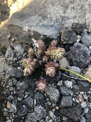 Sedum radiatum