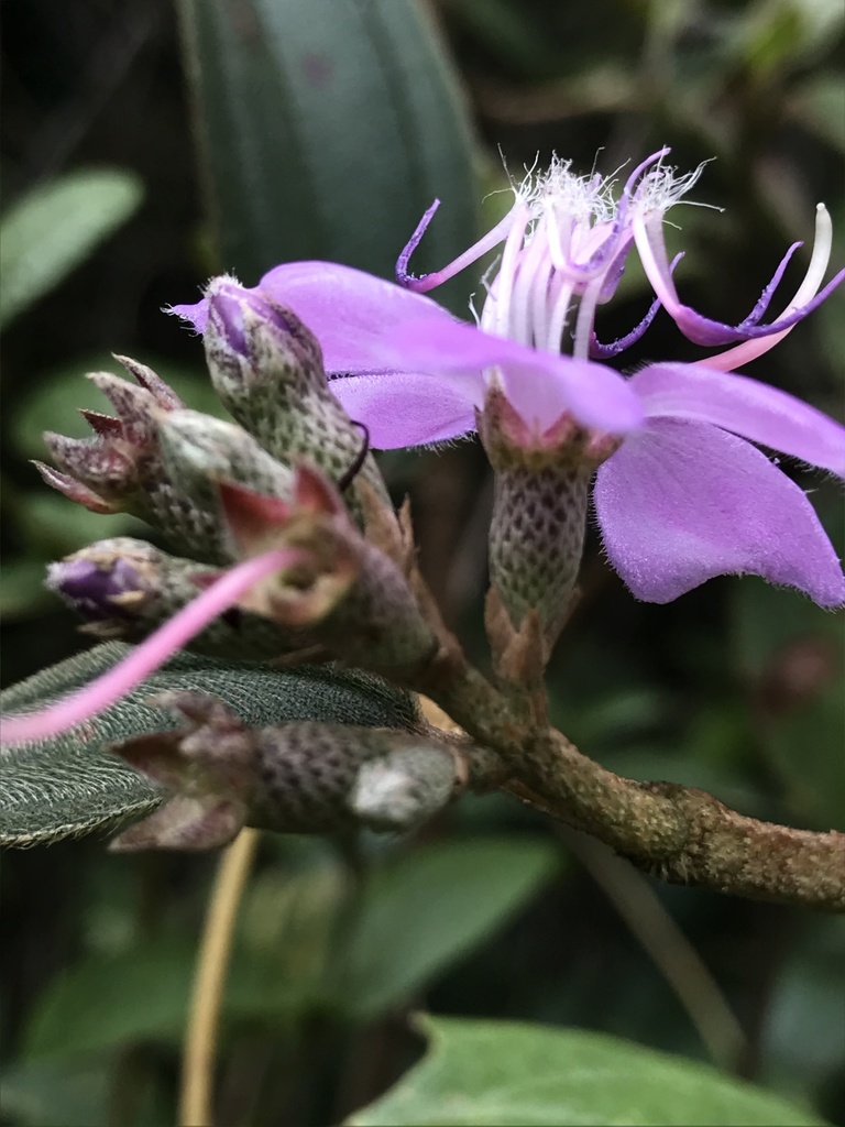 Tibouchina bipenicillata
