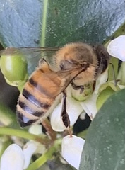 Apis mellifera
