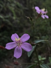 Pterogastra divaricata