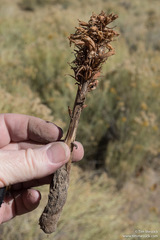 Aphyllon corymbosum