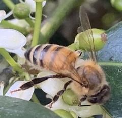Apis mellifera