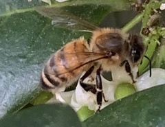 Apis mellifera