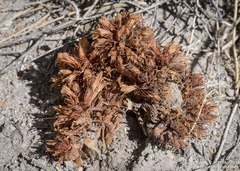 Aphyllon corymbosum