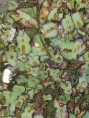 Plagiochasma rupestre