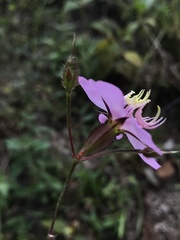 Pterogastra divaricata