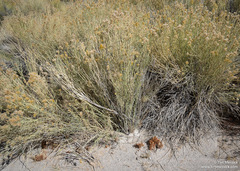 Aphyllon corymbosum