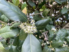 Ilex cornuta