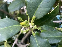 Ilex cornuta
