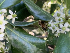 Ilex cornuta