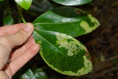 Corythoxestis zorionella