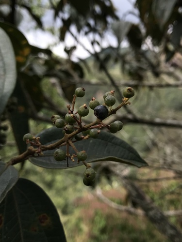 Peralejo (Miconia rubiginosa)