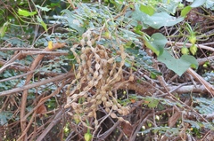 Piptadenia obliqua