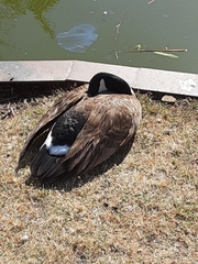 Branta canadensis
