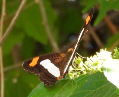 Adelpha iphicleola iphicleola