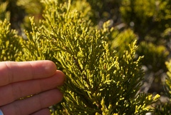 Halocarpus bidwillii