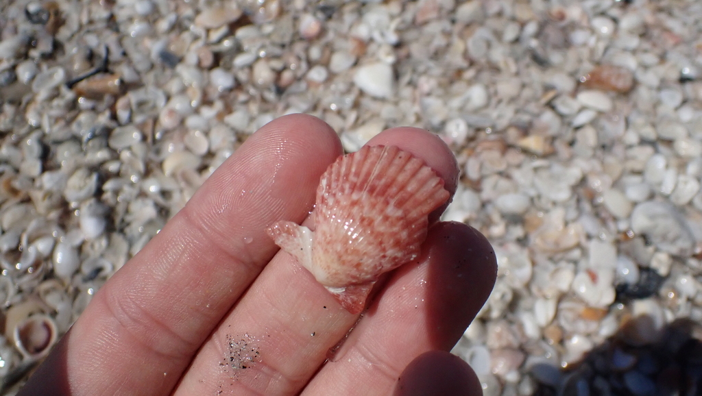 Rough Scallop
