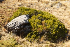 Halocarpus bidwillii