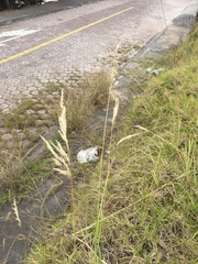 Urochloa mutica