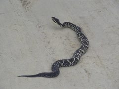 Bothrops jararacussu