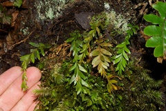 Tmesipteris tannensis