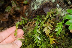 Tmesipteris tannensis