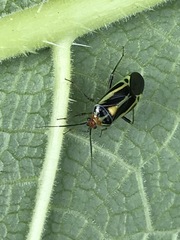 Poecilocapsus nigriger